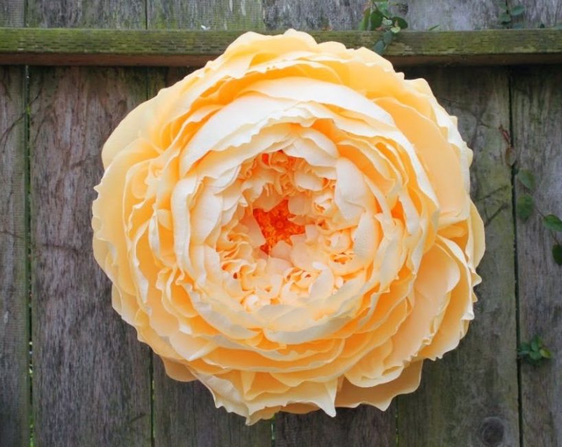 Flor de peônia gigante