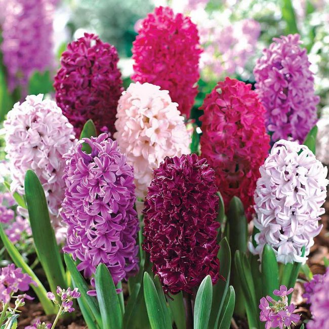 Um catálogo de flores para o país (240 + Foto com os nomes): Todas as regras para criar uma beleza incrível