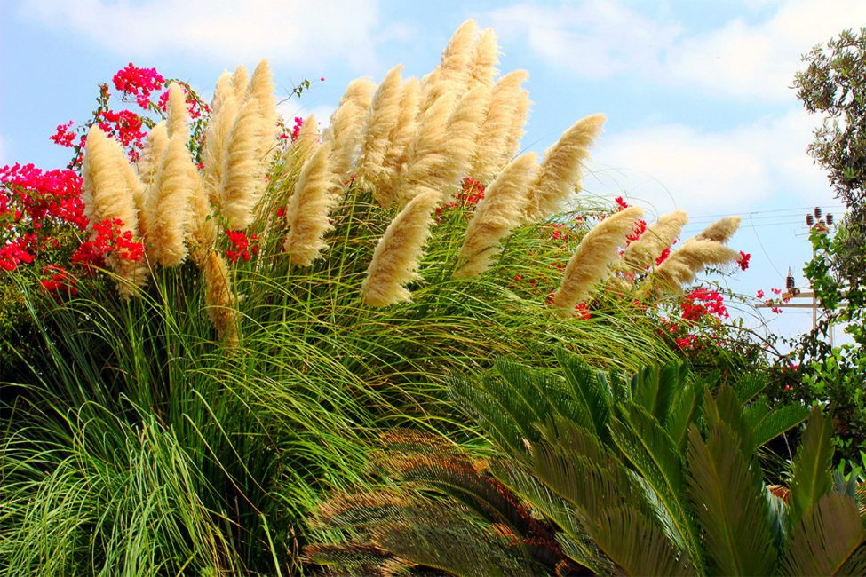 Planta alta com borlas