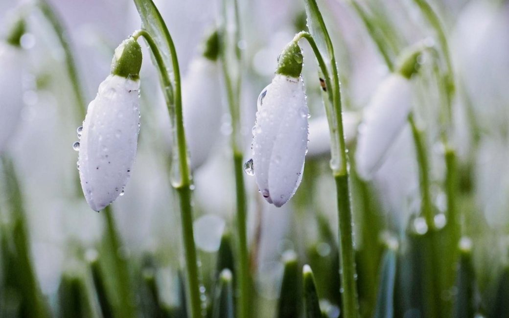 Snowdrops tenros em seu jardim