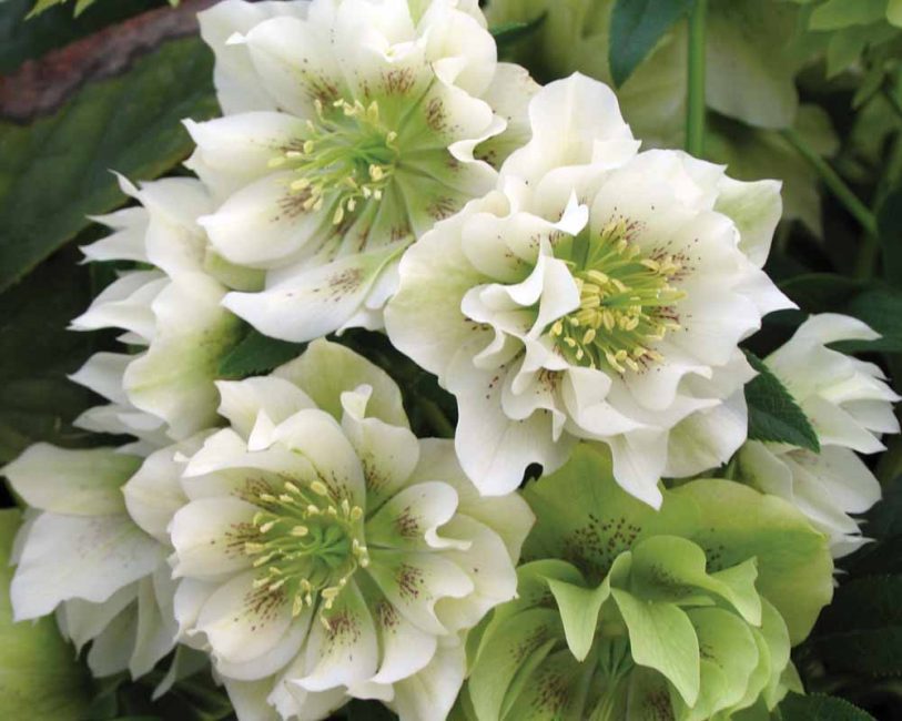 Bela flor agrada o olho