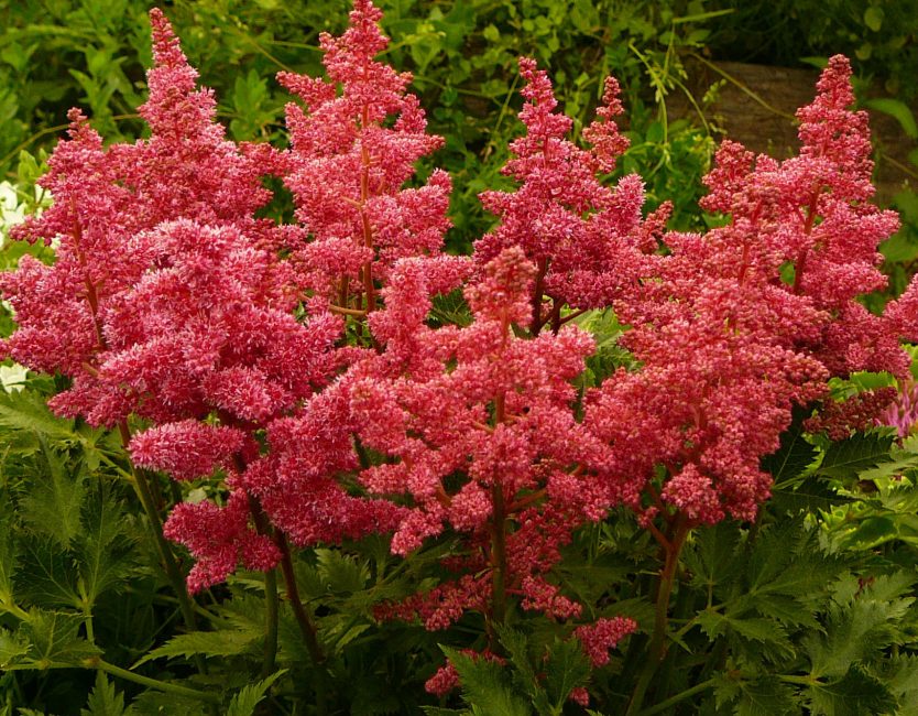 Plantas tolerantes à sombra e que gostam de sombra
