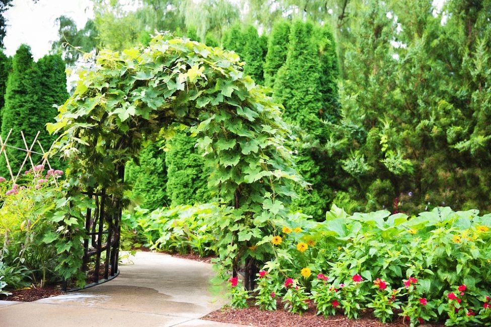 Criação de um arco vivo por plantas
