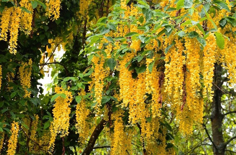 Beleza, wisteria chorando