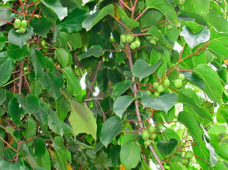 Actinidia - Kiwi do Norte