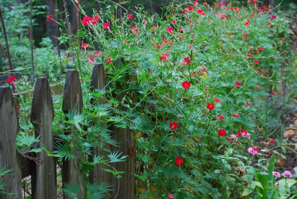 Bela planta com detalhes em vermelho