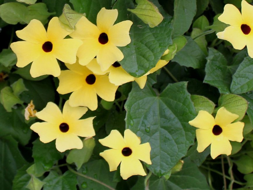 Flores verdadeiramente ingênuas interessantes