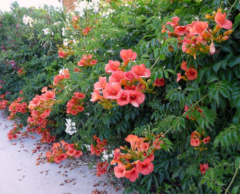 Várias inflorescências florescem em brotos ao longo do verão.
