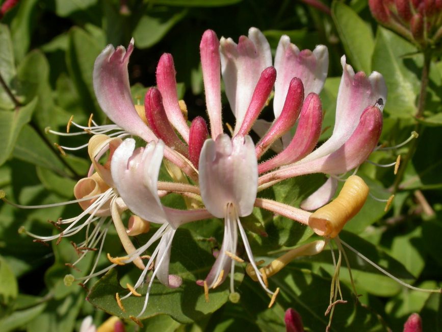 Arbusto ornamental até seis metros