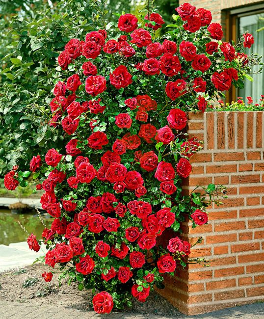 Rose Climbing Santana