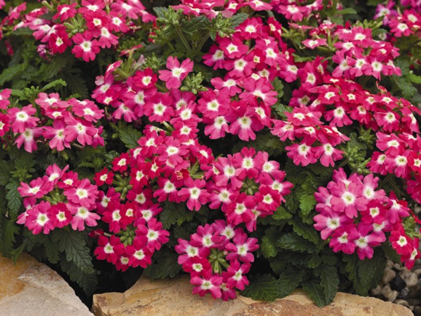 Na horticultura, os híbridos mais utilizados
