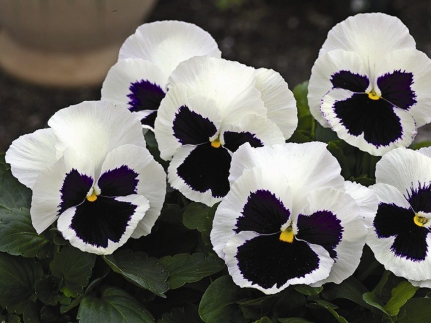 Decoração universal para canteiros de flores