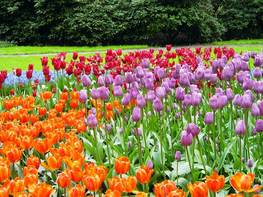 Mosaico de flores de tulipas