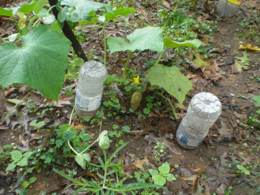 Para derramar a planta, você precisa derramar água na garrafa.