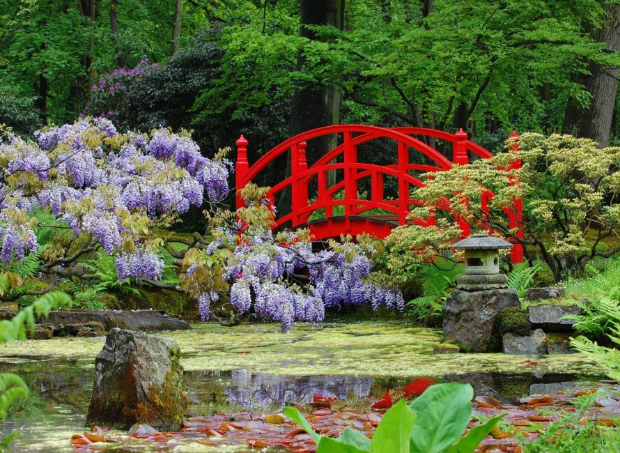 Flores de sakura representam pureza e durabilidade
