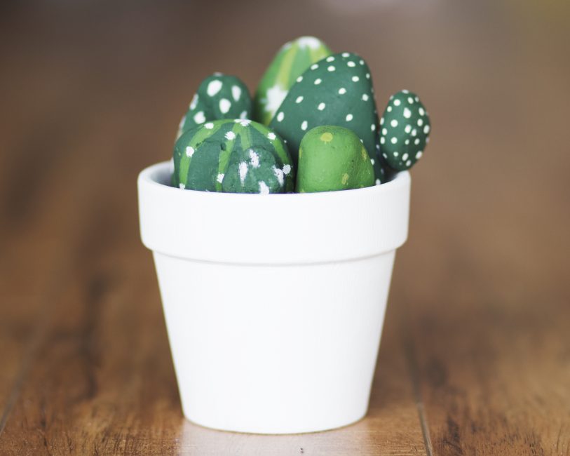 Cactos de pedras no pote branco