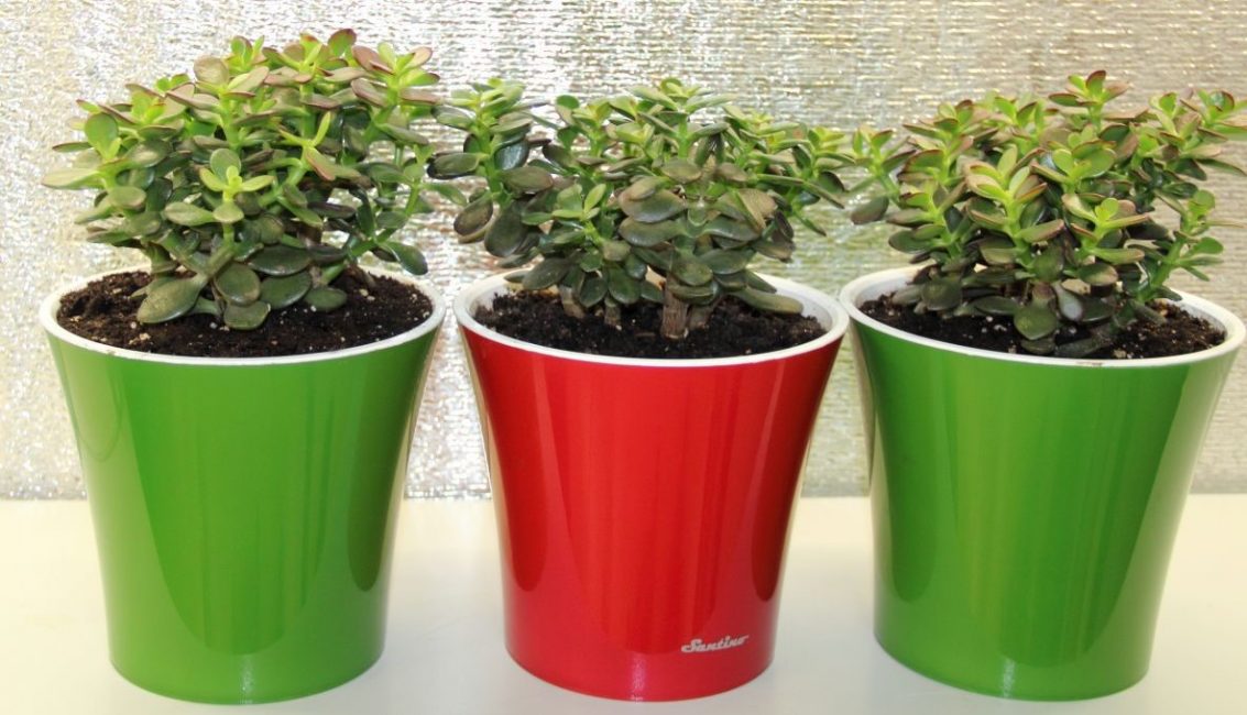 Crassula โคมไฟสนามหรือต้นไม้เงิน