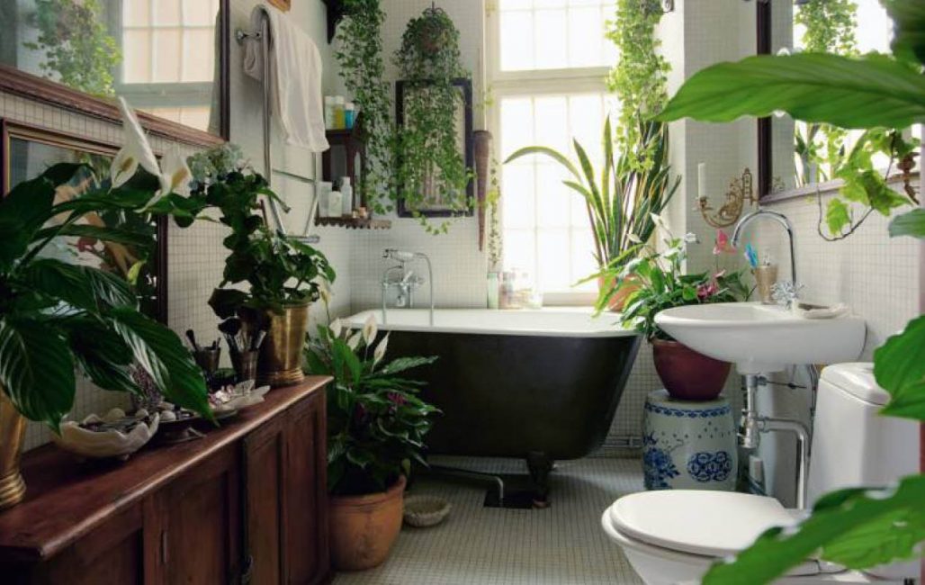 Spathiphyllum, Dieffenbachia, ไม้เลื้อยและพืชอื่น ๆ ในห้องน้ำ