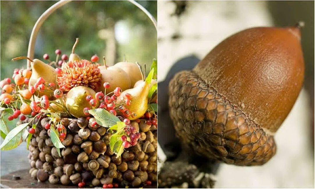 Artesanato de bolotas e castanhas são armazenados por um longo tempo.