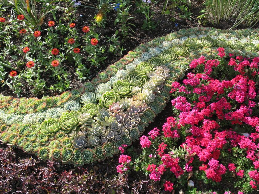 Suculentas em design de paisagem
