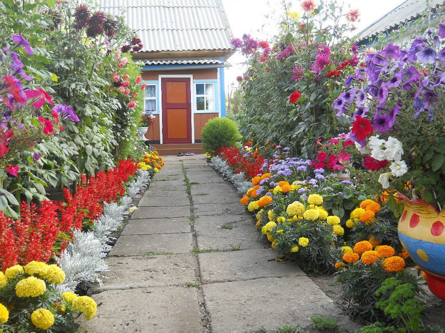 O esquema de cores na plantação de um jardim