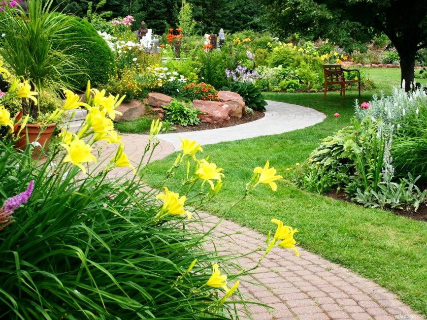 Linhas finas com plantas
