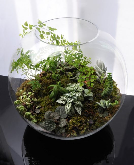 Florarium faça você mesmo