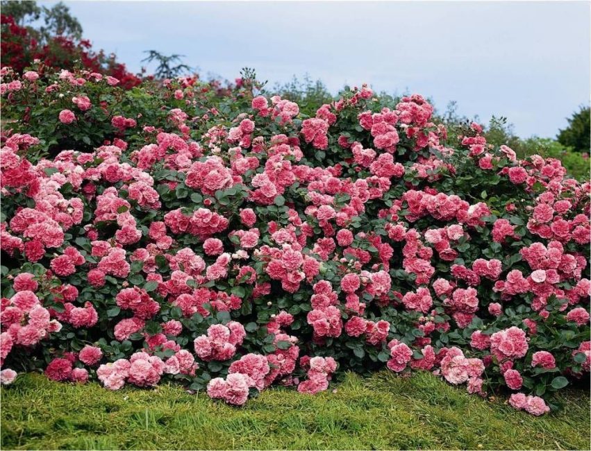 Jardim de rosas