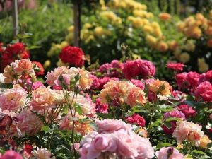 Fazendo flores e canteiros de flores com as próprias mãos - 210+ (Foto) Original e belos desenhos