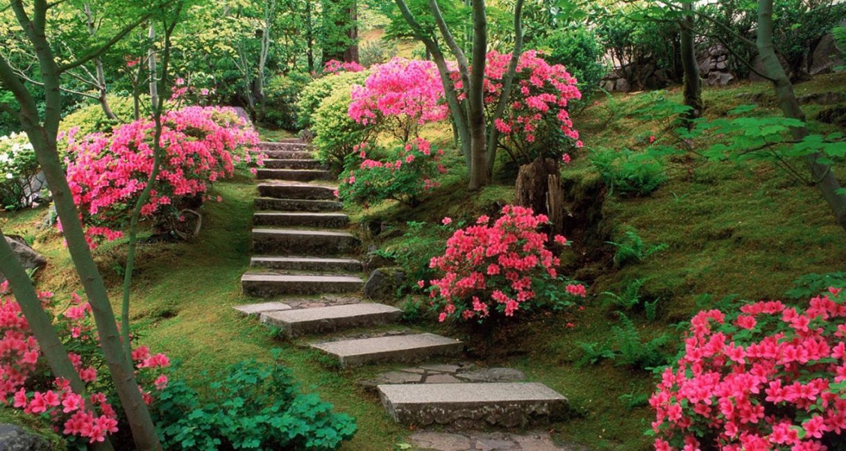 O verão é a época de floração de muitas espécies anuais.