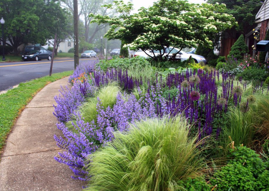 Cama de lavanda aromática