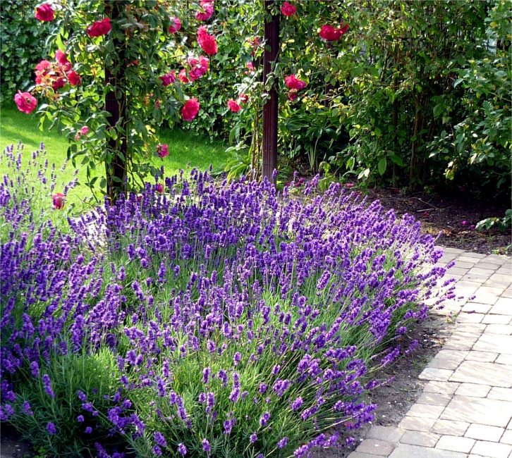 Lavanda Simplicidade e atratividade em uma foto