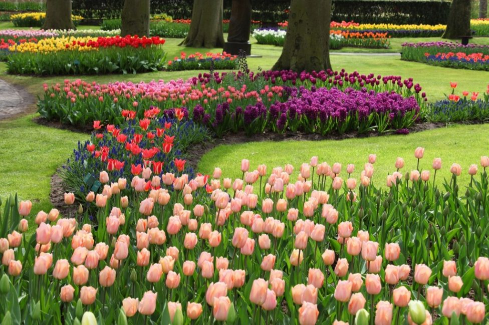 Opção com tulipas
