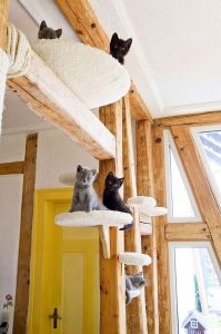 Como fazer uma casa para um gato com suas próprias mãos passo a passo? 150+ (foto) de madeira, papelão, caixas, com um raspador