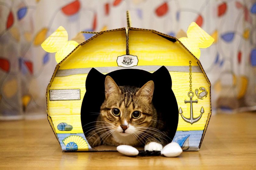 Como fazer uma casa para um gato com suas próprias mãos passo a passo? 150+ (foto) de madeira, papelão, caixas, com um raspador