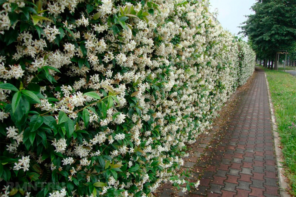 A cerca de floração é linda em qualquer época do ano.