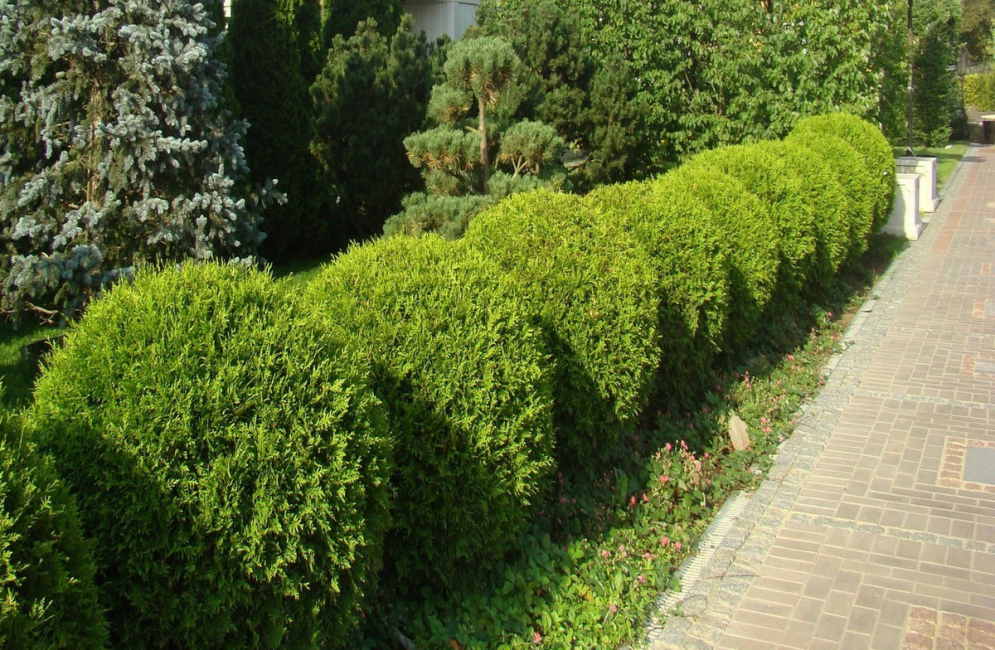 A escolha de plantas para a cerca é grande e variada.
