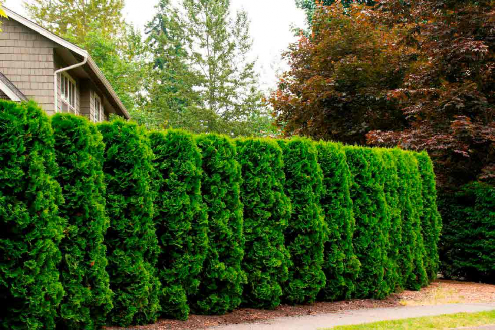 Thuja prefere lugares iluminados. A planta não é recomendada para plantar em arenitos e em áreas com muito vento