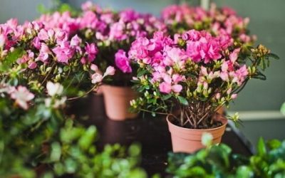 Flores artificiais para interiores de casa: Beleza por muitos anos (bouquets, composições, ekibany)