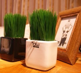 Flores artificiais para interiores de casa: Beleza por muitos anos (bouquets, composições, ekibany)