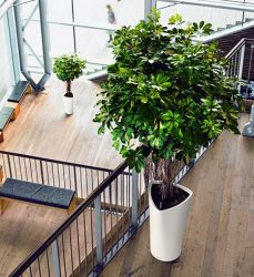 Flores artificiais para interiores de casa: Beleza por muitos anos (bouquets, composições, ekibany)