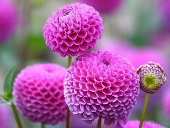 Fazendo flores e canteiros de flores com as próprias mãos - 210+ (Foto) Original e belos desenhos