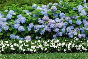 Fazendo flores e canteiros de flores com as próprias mãos - 210+ (Foto) Original e belos desenhos