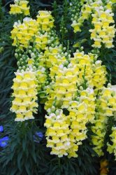 Fazendo flores e canteiros de flores com as próprias mãos - 210+ (Foto) Original e belos desenhos