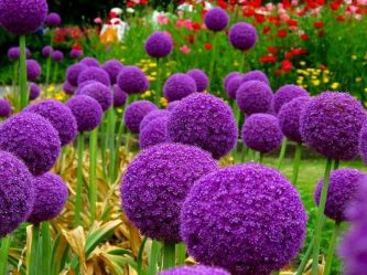 Fazendo flores e canteiros de flores com as próprias mãos - 210+ (Foto) Original e belos desenhos