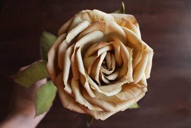 Rosas grandes e pequenas de Foamiran: 150+ (foto) com instruções passo a passo. 7 master classes detalhadas para iniciantes