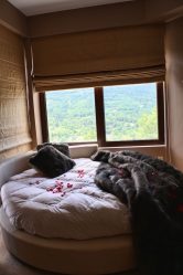 Cortinas para o quarto: 265+ (fotos) Novidades para design moderno