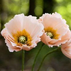 Como fazer flores de papel ondulado com suas próprias mãos? 125 Fotos e 5 workshops simples