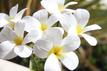 Como fazer flores de papel ondulado com suas próprias mãos? 125 Fotos e 5 workshops simples