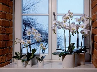 Flores no interior: 175+ (fotos) combinações bonitas (na sala de estar, quarto, na cozinha)